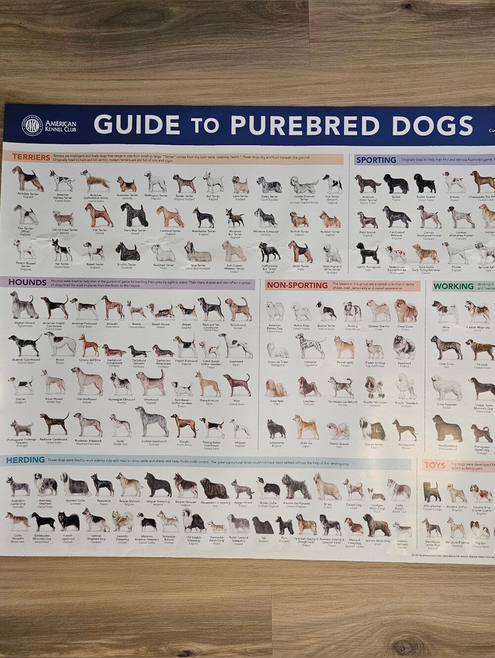 Guide to Purebred Dogs Poster - Blue